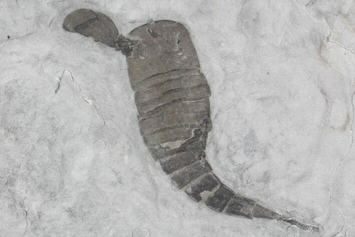 Eurypterus (Sea Scorpion) Fossil - New York #86878